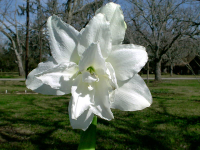 Amaryllis Snow White®
