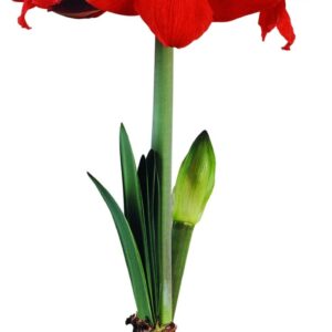 Amaryllis Sun Dance ®
