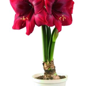 Amaryllis Superstar ®