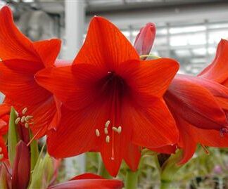 Amaryllis Top Choice®