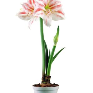 Amaryllis Vegas ®