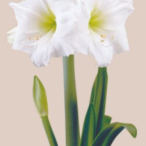Amaryllis Virgin ®