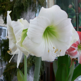 Amaryllis Wedding Dance®