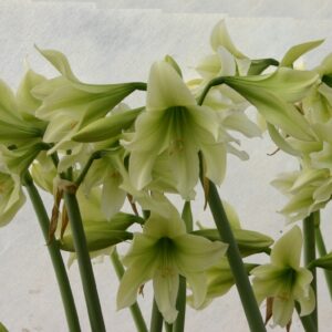 Amaryllis JADE SERPENT ®- Sprouting