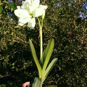 Amaryllis NO. 89 ®