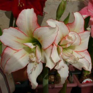 Amaryllis Harlequin ®