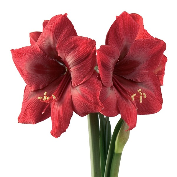 Amaryllis Apollo ®