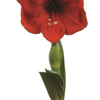 Amaryllis Cayenne®