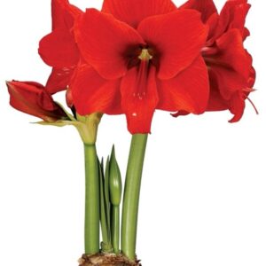 Amaryllis SAFARI® *new*