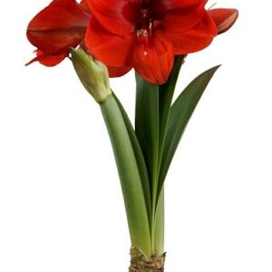 Amaryllis Ruby Gem® *new*