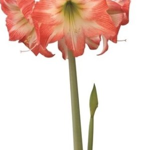 Amaryllis Daiquiri BLOOMED IN STORAGE