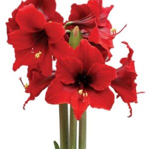 Amaryllis Fire Dancer ® Minitaure