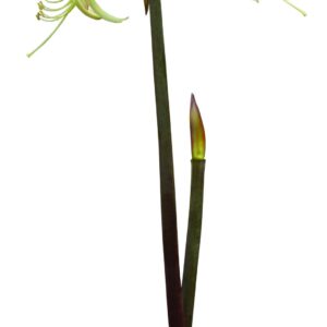 Amaryllis Juniper *New Rlease From Hadeco*