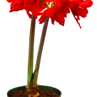 Amaryllis Samburu Already Bloomed