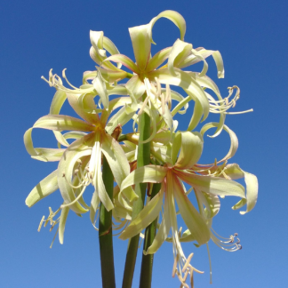 Amaryllis SAFFRON 2+ stems