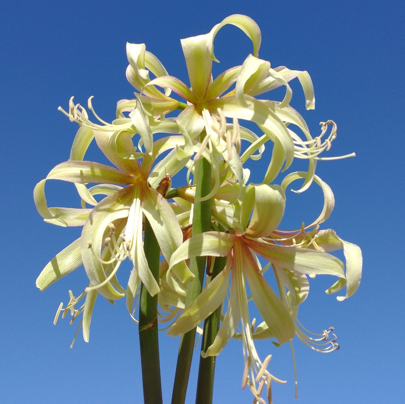 Amaryllis SAFFRON 2+ stems