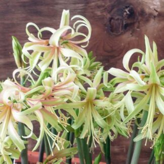 AMARYLLIS