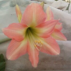 Amaryllis BELLISIMO ® (unavailable from Hadeco)
