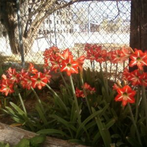 MINI AMARYLLIS SALE!  --Already Bloomed Varieties