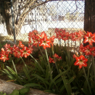 MINI AMARYLLIS SALE!  --Already Bloomed Varieties