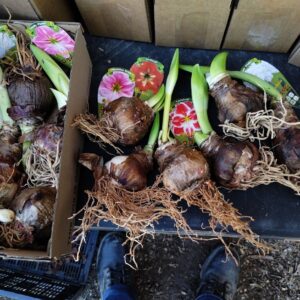 10 Amaryllis Large Flower Mix SALE