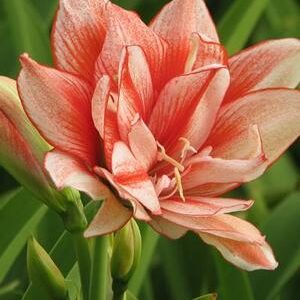 Amaryllis Princess