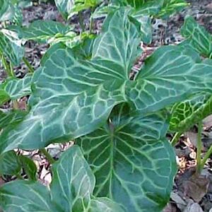 Arum Italicum