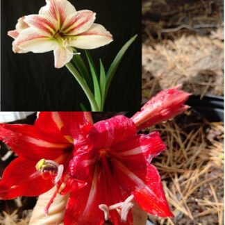 Amaryllis Vittatum Mix
