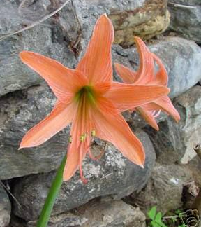 Amaryllis Roseum