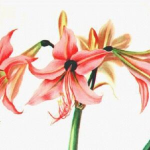 Amaryllis Stylosum