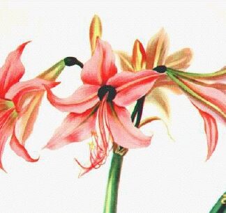 Amaryllis Stylosum