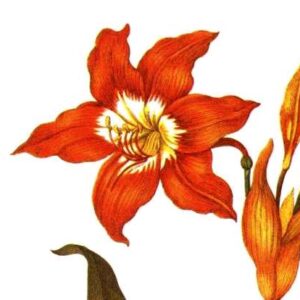 Amaryllis Equestre