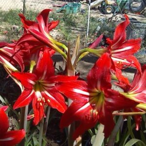 Amaryllis X Johnsonii LARGE BULBS-bloomed 2017