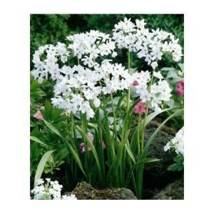 50 Allium Neapolitanum Cowanii