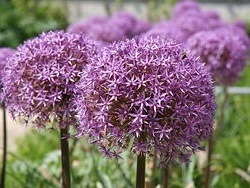 Allium Summer Drummer