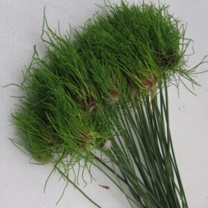 Allium HAIR