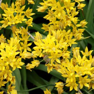 50 Allium MOLY
