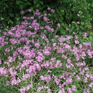 Allium UNIFOLIUM