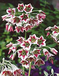 Allium Bulgaricum