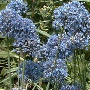 Allium Caeruleum