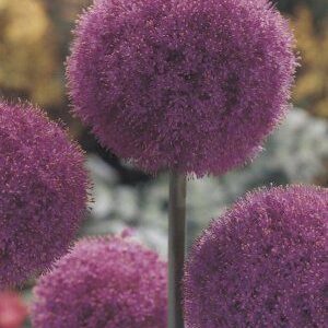 Allium Gladiator