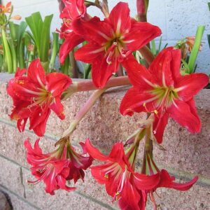 "Little Peacock" Amaryllis