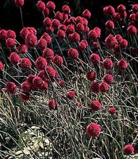 50 Allium Sphaerocephalon