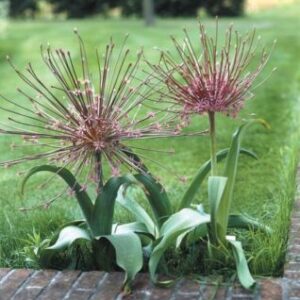 Allium Schubertii