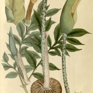 Amorphophallus napalensis VOODOO LILY