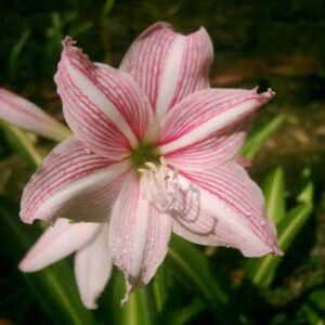 Amaryllis Mrs Garfield