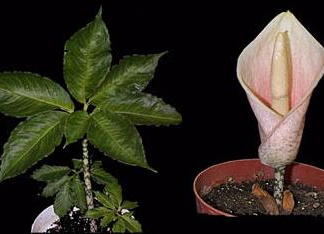 Amorphophallus Bulbifer VOODOO LILY