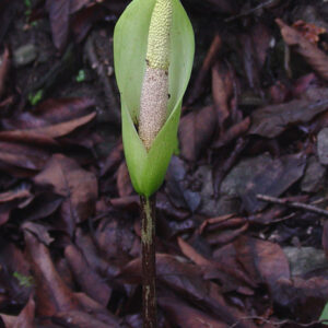Amorphophallus Nepalensis VOODOO LILY