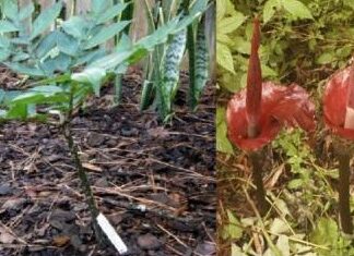 Amorphophallus Konjac VOODOO LILY