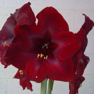 Amaryllis Mandela 28+ cm Cir